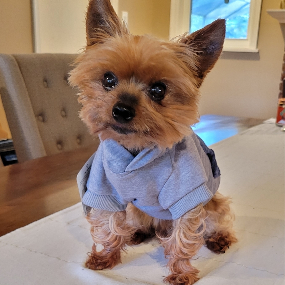 ❤️Host Pick!❤️ Fleece Lined Dog Hoodie XS - Picture 1 of 15